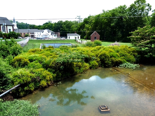 {Hypericum interior}